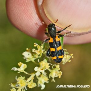 Trichodes leucopsideus var. flava