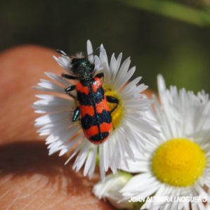 Trichodes alvearius
