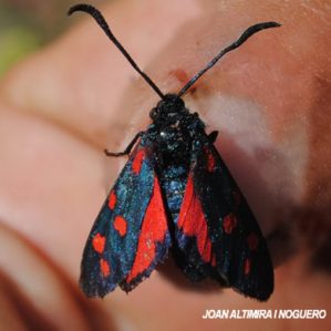 Zygaena filipendulae