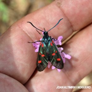 Zygaena lonicerae