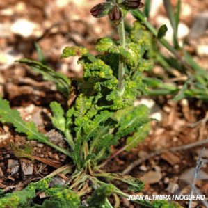 Aceria salviae