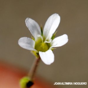 Arenaria modesta subsp. modesta