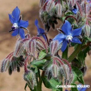Borago sativa