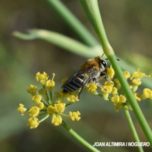 Colletes acutus