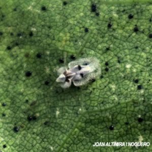 Corythucha ciliata