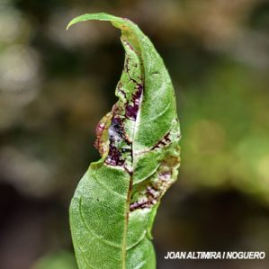 Dasineura acrophila