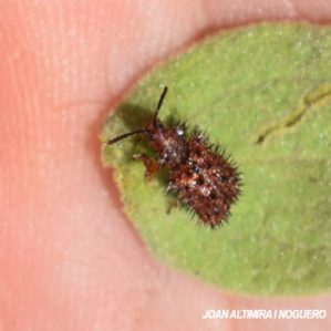 Dicladispa testacea