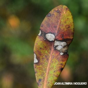 Didymella fruticosae. (Pat)