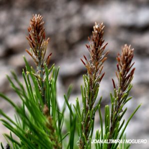 Diplodia pinea. (Pat)