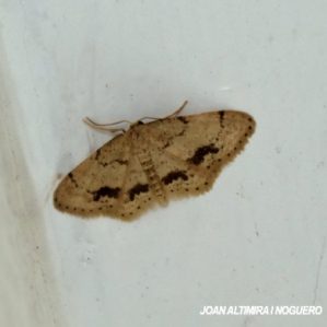 Idaea belemiata