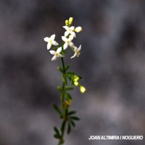 Galium brockmannii