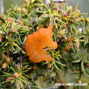 Gymnosporangium tremelloides. (Pat)