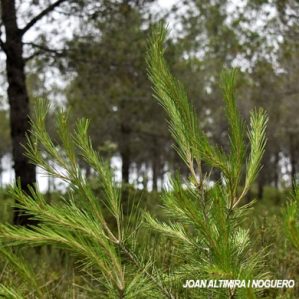 Melampsora pinitorqua