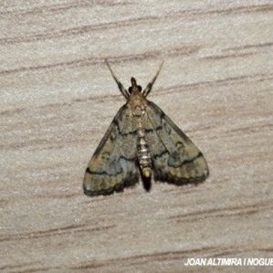 Metasia cuencalis