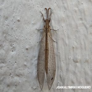 Neuroleon arenarius