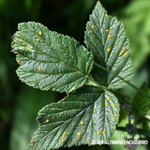 Phragmidium rubi-idaei. (Pat)