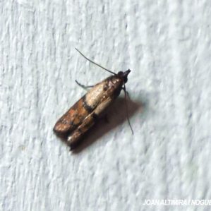 Plodia interpunctella.