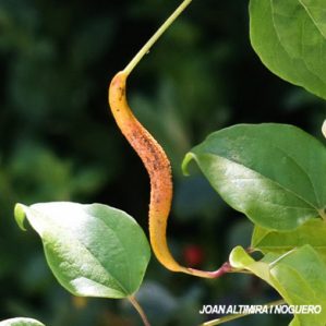 Puccinia clematidis. (Pat)
