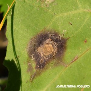 Puccinia poarum. (Pat)