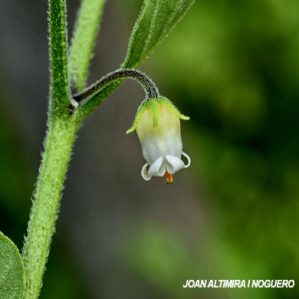 Salpichroa origanifolia