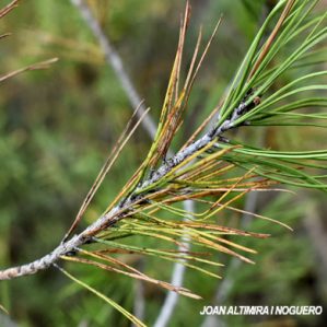 Thyriopsis halepensis. (Pat)