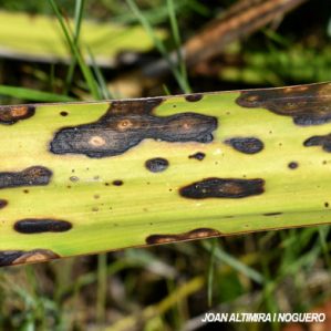 Coniothyrium concentricum. (Pat)