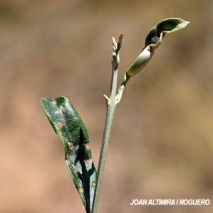 Aceria oleae