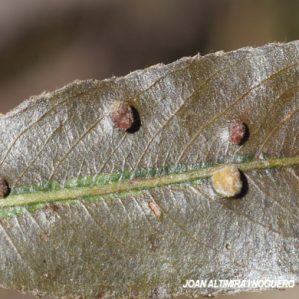 Aculus tetanothrix