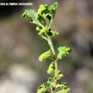 Aculus teucrii