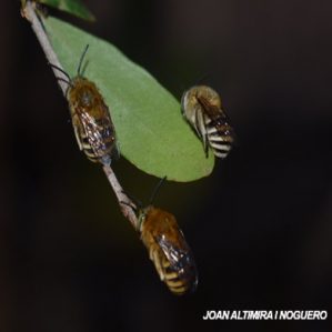 Amegilla albigena