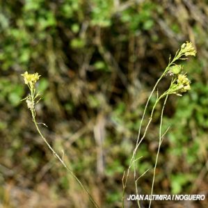 Anomalia 70 (Biscutella laevigata)