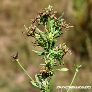 Candidatus Phytoplasma asteris. (Pat)