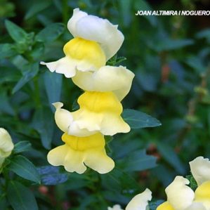 Antirrhinum X groc. (Orn)