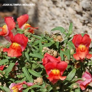 Antirrhinum X vermell. (Orn)