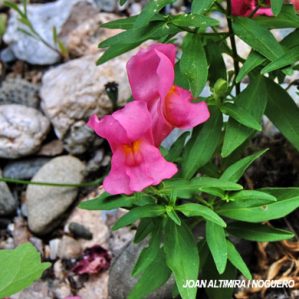 Antirrhinum x rosa. (Nat)