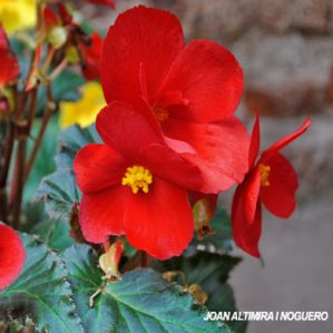 Begonia x baladin (Orn)