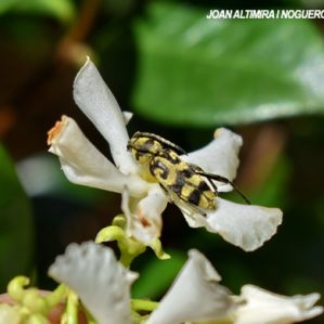 Chlorophorus varius
