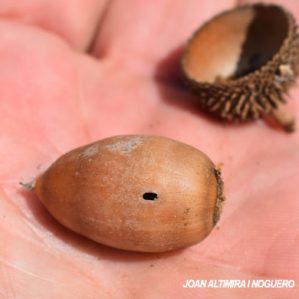 Curculio elephas
