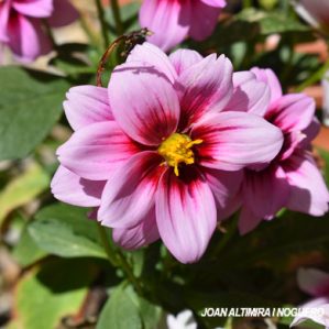Dahlia imperialis. (Orn)