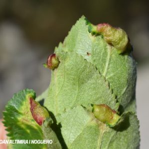 Dysaphis plantaginea