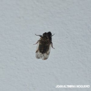 Hyalesthes obsoletus