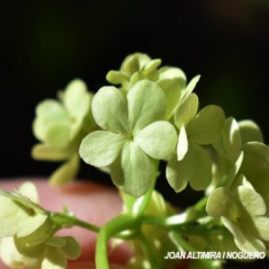 Hydrangea arborescens (Orn)