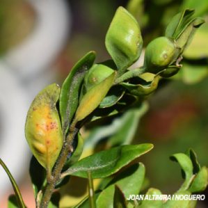 Monarthropalpus buxi