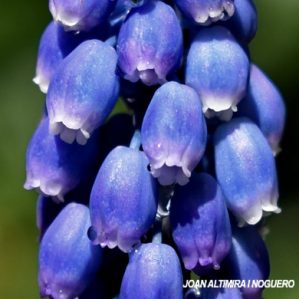 Muscari armeniacum. (Orn)