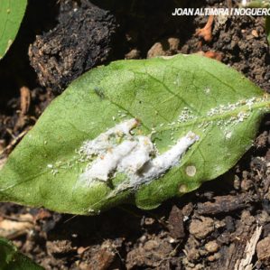 Phenacoccus peruvianus