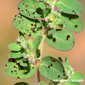 Uromyces euphorbiae. (Pat)