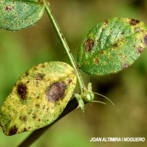 Uromyces viciae-fabae. (Pat)