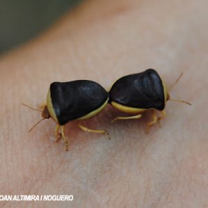 Ventocoris rusticus.