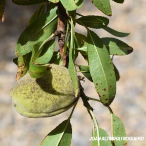 Xanthomonas arboricola pv. pruni