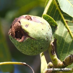 Xanthomonas arboricola pv. juglandis